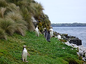 Aucklandøyane