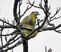 Yellow-footed Green Pigeons (Treron phoenicoptera)- chlorigaster race- Mating at Sultanpur I IMG 4984.jpg