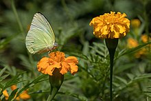 Papillon jaune sur Tagetes lucida.jpg