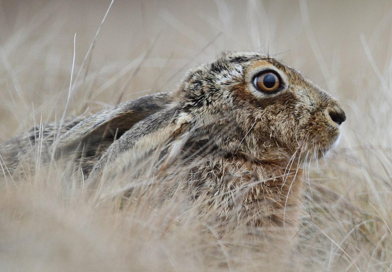 Ysgyfarnog brown hare.jpg