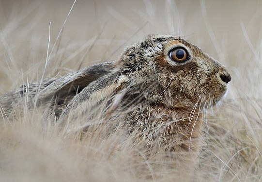 Brown hare (Lepus europaeus): an extremely rare sight in Wales Photograph: User:Alun Williams333