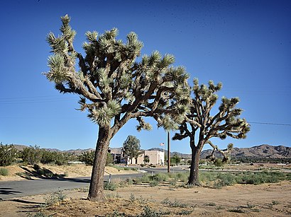 How to get to Yucca Valley, California with public transit - About the place