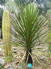 Yucca mixtecana