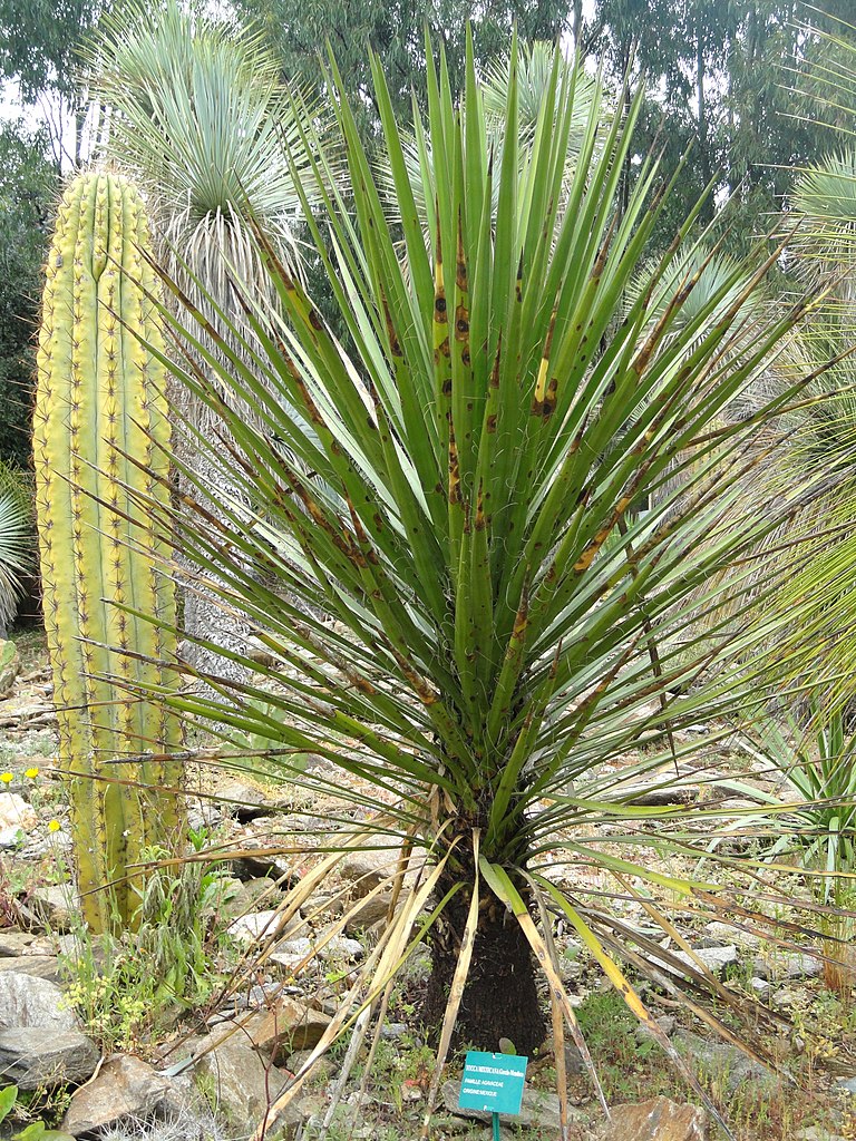 File:Yucca mixtecana - Jardin d'oiseaux tropicaux - DSC04881.JPG