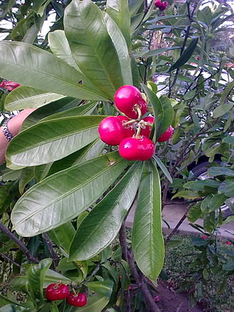 Fruit and leaf detail of Thevetia ahouai Zdjecie4463.jpg