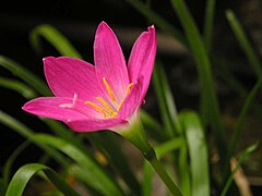 Zephyranthes rosea1MTFL.jpg