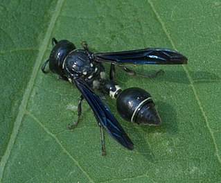 <span class="mw-page-title-main">Zethinae</span> Subfamily of wasps