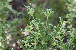 <i>Zieria involucrata</i> Species of shrub