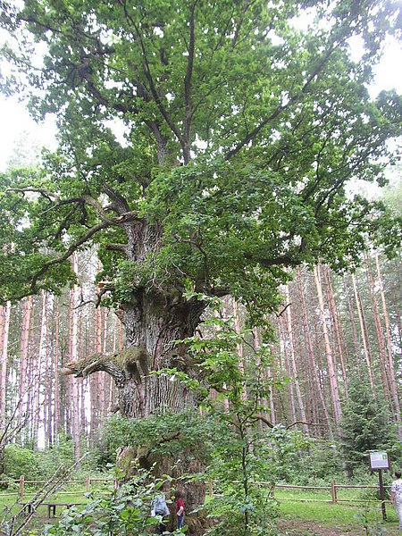 File:"Świętopełek" Maszewo - panoramio.jpg