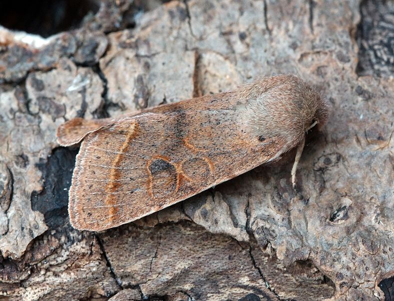 File:(2187) Common Quaker (Orthosia cerasi) (16810053615).jpg