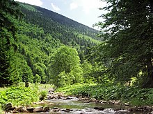 La rivière Čeladenka dans les Beskides moravo-silésiennes