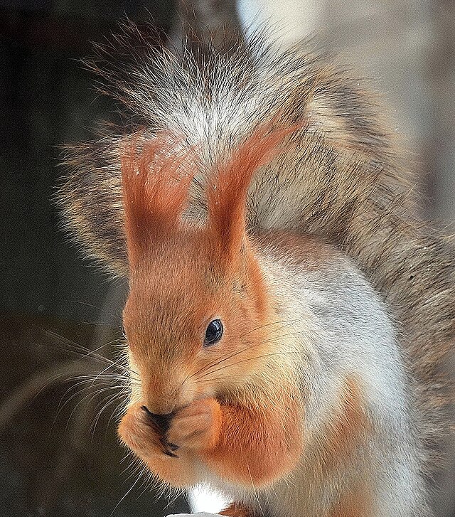 Білка  (Sciurus vulgaris),