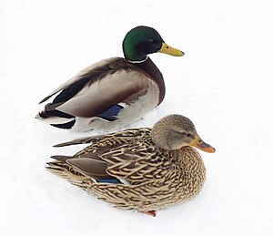 Mallard