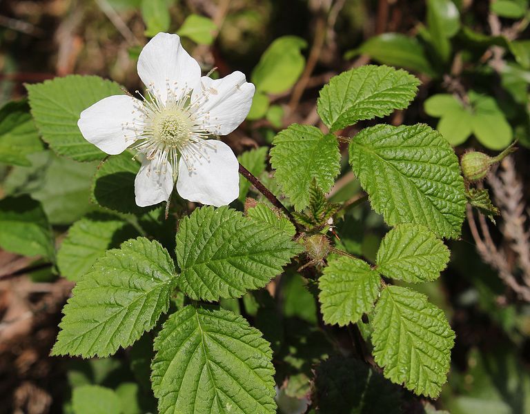 File:クサイチゴ Rubus hirsutus.jpg