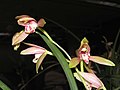 四季胭紅花 Cymbidium ensifolium 'Carmine' -香港沙田國蘭展 Shatin Orchid Show, Hong Kong- (12185890503).jpg