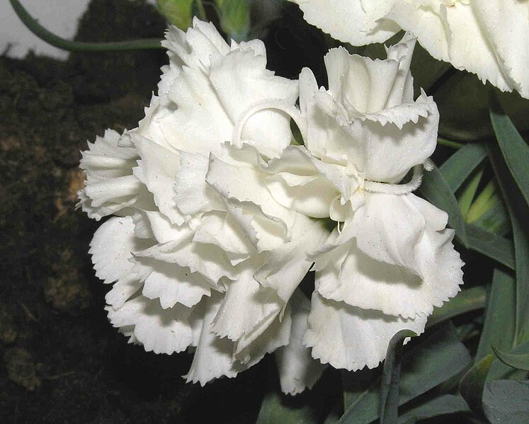 File:康乃馨(香石竹) Dianthus caryophyllus -香港花展 Hong Kong Flower Show- (20103253689).jpg