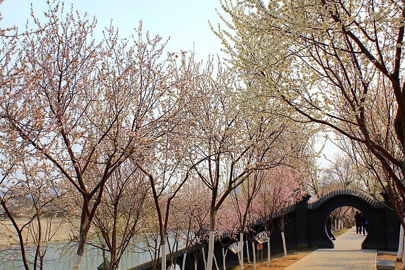 File:桃花园内风景.jpg