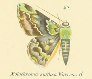 <i>Aeolochroma albifusaria</i> Species of moth