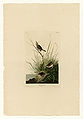 149. Sharp-tailed Finch