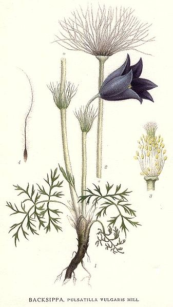 File:171 Pulsatilla vulgaris.jpg