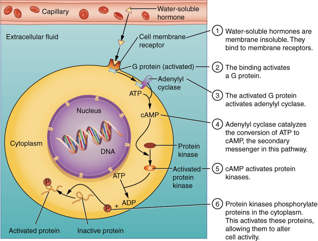 Peptide hormone