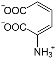 Deutsch: Struktur von 2-Aminomuconat English: Structure of 2-aminomuconate