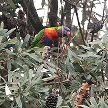 Trichoglossus moluccanus (rainbow lorikeet) on B. integrifolia 20050219 Chelsea LorikeetInBanksia.jpg