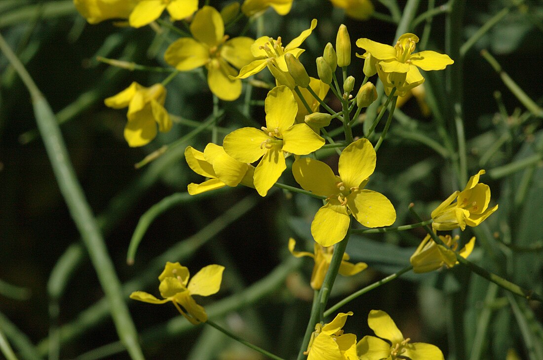 Brassica napus