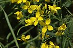 Miniatura per Brassica napus