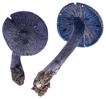 Entoloma euchroum