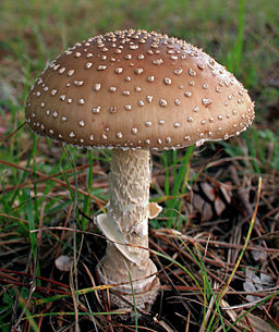 2008-10 Amanita pantherina cropped