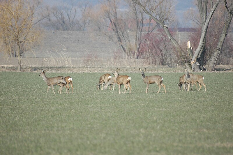 File:2010-03-11 (8) Reh, Roe deer, Capreolus capreolus.JPG