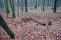 Stadtforst Eberswalde; Kaiser-Wilhelm-Gedächtnisturm; Reste der Ruine