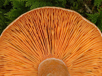 Большие пластинчатые грибы. Рыжик-млечник. Млечник Рыжик гриб. Рыжик Сосновый/Боровой (Lactarius deliciosus);. Млечник рыжий.