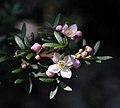 Thumbnail for Boronia imlayensis