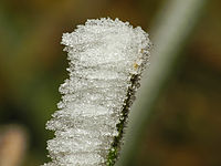 Givre.