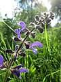 Wiesensalbei (Salvia pratensis)