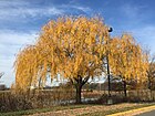 2015-12-08 12 28 19 Weeping Willow with autumn foliage along Woodland Park Road in McNair, Fairfax County, Virginia.jpg