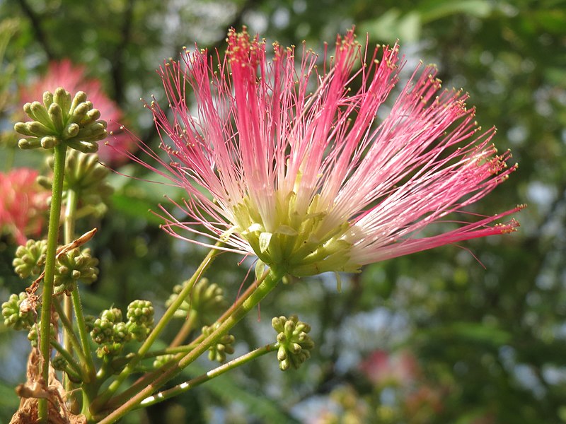 File:20150922Albizia julibrissin1.jpg