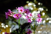 2016-05-17 Primula japonica v Mt. Mitke, Sasayama (ク リ ン ソ ウ, 九 輪 草) DSCF3815 ☆ 彡 .jpg