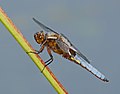 Plattbauch - Libellula depressa, Männchen