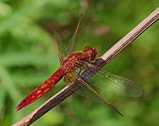 Crocothemis erythraea femelle à Viernheim, Allemagne. Juin 2017.