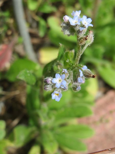 File:20170609Myosotis arvensis1.jpg