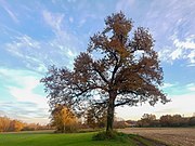 ND Eiche in der Innaue