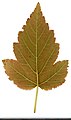 * Nomination Physocarpus opulifolius. Leaf abaxial side. --Knopik-som 02:54, 26 October 2021 (UTC) * Promotion  Support Good quality -- Johann Jaritz 03:13, 26 October 2021 (UTC)