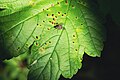 * Nomination: A fly between Sycamore Cherry Mites on a sycamore maple leaf --FlocciNivis 20:45, 5 May 2023 (UTC) * * Review needed