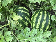 Watermelons (Citrullus lanatus)