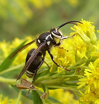 <span class="mw-page-title-main">Vespoidea</span> Superfamily of insects