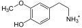 Deutsch: Struktur von 3-Methoxytyramin (3-MT), ionisierte Form English: Structure of 3-methoxytyramine (3-MT), ionized form