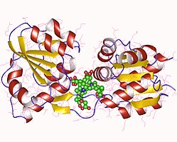 Uroporphyrinogen-III-Synthase